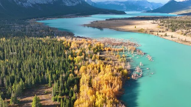 Aerial view. Birch forest in turquoise water. Abraham Lake,  Banff National Park, Alberta, Canada. Lake and tree. Natural scenery in fall time. Abraham Lake. Banff National Park, Alberta, Canada. 