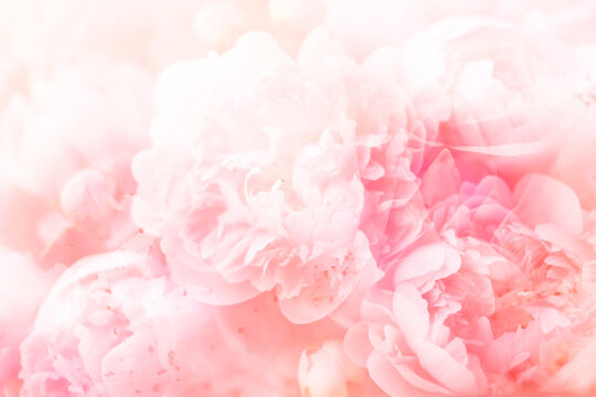 Blur abstract bouquet of soft pink peony background.