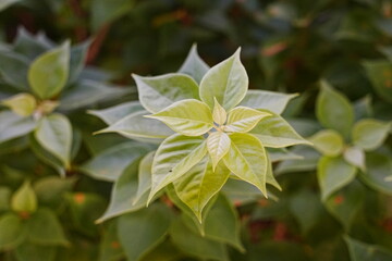 close up of a Fresh Green Leaves