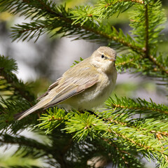 Common Chiffchaff