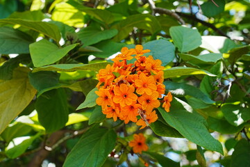 The Geiger tree, scientifically known as Cordia sebestena, is a tropical tree belonging to the borage family, Boraginaceae. |红花破布木