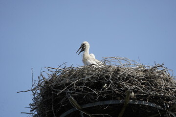 Young white storks are thirsty. (Ciconia ciconia) Family Ciconiidae. Langenhagen, Germany,
