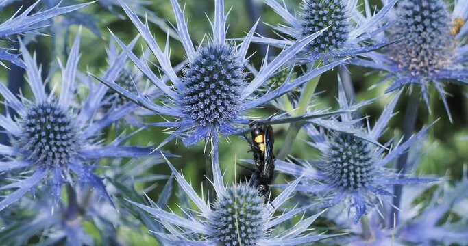 Scolie hirsute (Scolia hirta) corps noir &agrave; bandes jaunes butinant de fleurs en fleurs, le nectar de chardons bleu azur
