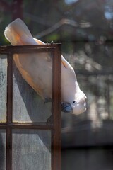 cute cockatoo on a window in a park 