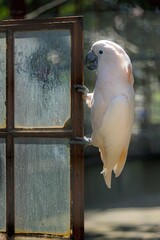 cute cockatoo on a window in a park 