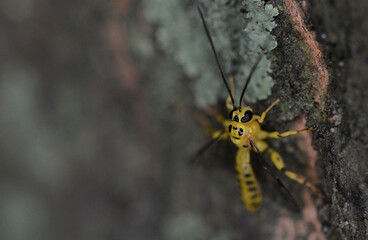 Macro photo of a yellow insect like a bee