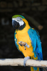 Portrait of a blue yellow macaw parrot 
