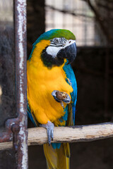 Portrait of a blue yellow macaw parrot 