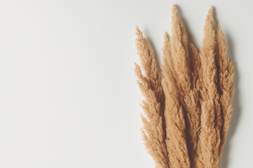 Pampas grass on a beige background with warm shadows, copy space.  Scandinavian minimal interior style. Generative AI