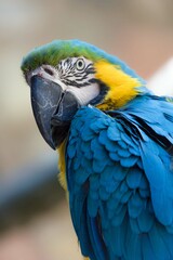 Portrait of a blue yellow macaw parrot 