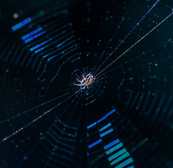 straszny pająk w sieci na czarnym tle z błękitną poświatą - obrazy, fototapety, plakaty