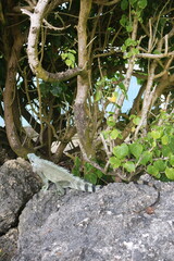 caribbean green iguana lizard on the rock
