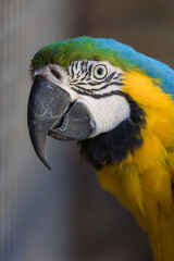 Portrait of a blue yellow macaw parrot 