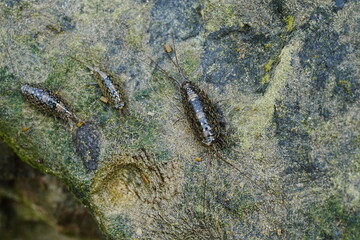 Sea slater,|Sea roach|Ligiidae|海蟑螂