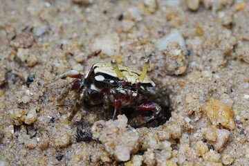 Uca arcuata|crabe violoniste|Bowed fiddler crab|弧边招潮蟹|招潮蟹