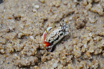 Uca arcuata|crabe violoniste|Bowed fiddler crab|弧边招潮蟹|招潮蟹