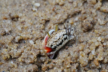 Uca arcuata|crabe violoniste|Bowed fiddler crab|弧边招潮蟹|招潮蟹