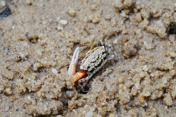 Uca arcuata|crabe violoniste|Bowed fiddler crab|弧边招潮蟹|招潮蟹