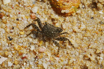 crab on the sand