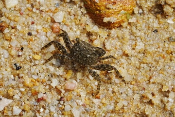 Parasesarma pictum, commonly known as the red-clawed crab or the red-jointed fiddler crab, is a species of crab found in mangrove swamps | 斑點相手蟹