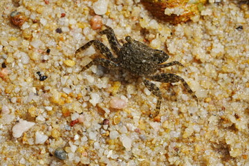 Parasesarma pictum, commonly known as the red-clawed crab or the red-jointed fiddler crab, is a species of crab found in mangrove swamps | 斑點相手蟹