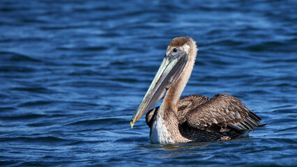 One Brown Pelican floating on a blue ocean