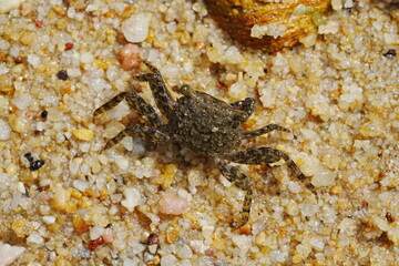 Parasesarma pictum, commonly known as the red-clawed crab or the red-jointed fiddler crab, is a species of crab found in mangrove swamps | 斑點相手蟹