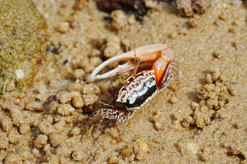Uca arcuata|crabe violoniste|Bowed fiddler crab|弧边招潮蟹|招潮蟹