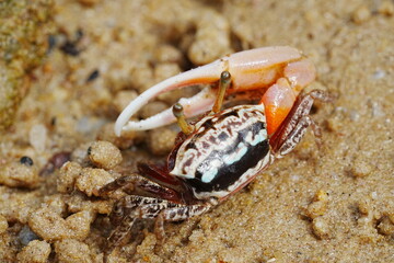 Uca arcuata|crabe violoniste|Bowed fiddler crab|弧边招潮蟹|招潮蟹