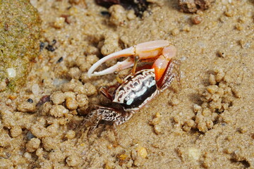 Uca arcuata|crabe violoniste|Bowed fiddler crab|弧边招潮蟹|招潮蟹