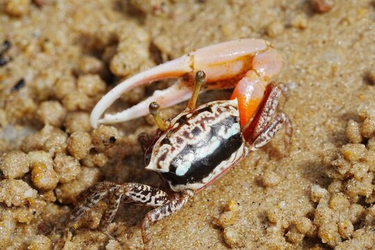 Uca arcuata|crabe violoniste|Bowed fiddler crab|弧边招潮蟹|招潮蟹