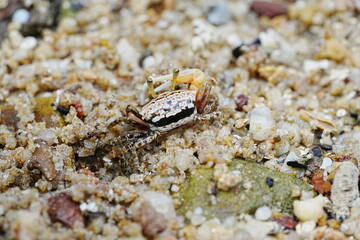 Uca arcuata|crabe violoniste|Bowed fiddler crab|弧边招潮蟹|招潮蟹