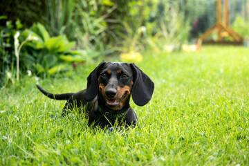 Black and tan dachshund puppy is playing with a ball on the green grass
Czarny podpalany szczeniak jamnika bawi się piłką na zielonej trawie - obrazy, fototapety, plakaty