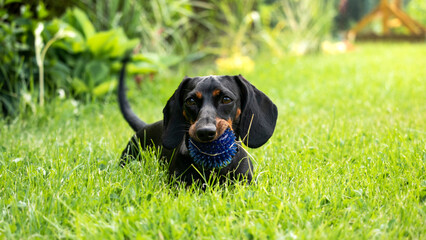Black and tan dachshund puppy is playing with a ball on the green grass © jarizPJ