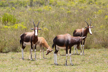 Bontebok (Damaliscus pygargus pygargus) small family group, Bontebok National Park, Swellendam,, Western Cape South Africa