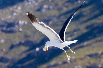  Kelp Gull (Larus dominicanus vetula) stealing African Penguin egg at the breeding colony, Boulders Beach, Simonstown, Cape Town, South Africa