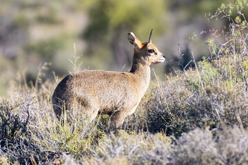 Male Klipspringer (Oreotragus oreotragus) in  Karoo mountain habitat , South Africa