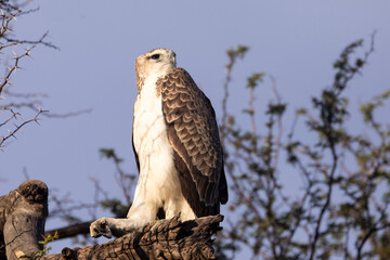 Juvenile Martial Eagle (Polemaetus bellicosus) at dawn, Dalkeith, Kgalagadi Transfrontier Park, Kalahari, South Africa. Listed as globally endangered
