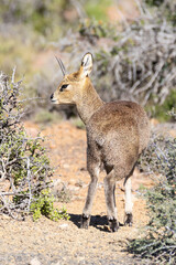 Male Klipspringer (Oreotragus oreotragus) in Karoo mountain habitat, Western Cape, South Africa