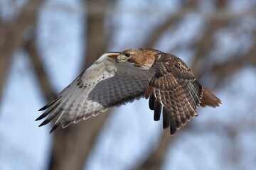 Red-Tailed Hawk