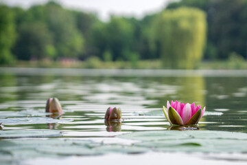 Wiosna w Parku Lotników Polskich koło Tauron Arena w Krakowie - Polska. Kaczeńce (lilie) pływające na wodzie w stawie.  © Roman Trojanowski