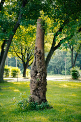 Wiosna w Parku Lotników Polskich koło Tauron Arena w Krakowie - Polska. Pień drzewa