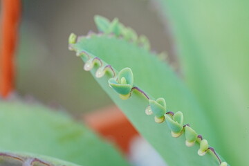 Mother of Thousands|Bryo phyllum laetivirens|蕾絲姑娘|落地生根