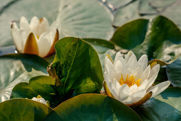 Wiosna w Parku Lotników Polskich koło Tauron Arena w Krakowie - Polska. Kaczeńce (lilie) pływające na wodzie w stawie.  © Roman Trojanowski