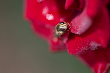 eyes of insect on the red flower