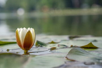 Wiosna w Parku Lotników Polskich koło Tauron Arena w Krakowie - Polska. Kaczeńce (lilie) pływające na wodzie w stawie.  © Roman Trojanowski