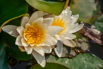 Wiosna w Parku Lotników Polskich koło Tauron Arena w Krakowie - Polska. Kaczeńce (lilie) pływające na wodzie w stawie. 