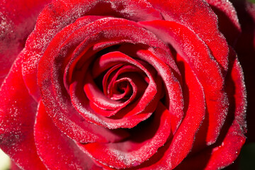 Red rose close up with drops of water. Macro red rose