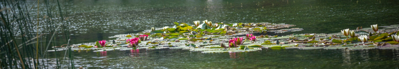Wiosna w Parku Lotników Polskich koło Tauron Arena w Krakowie - Polska. Kaczeńce (lilie) pływające na wodzie w stawie.  © Roman Trojanowski