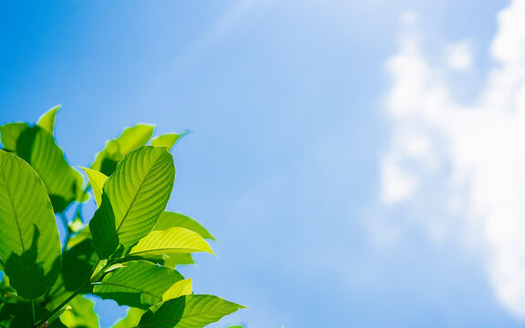 Photo of a Kratom Plant with a Beautiful Sky Background